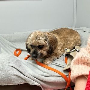 My love bug that has ivdd getting acupuncture